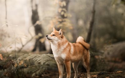 Shiba Inu, skogen, husdjur, bokeh, s&#246;t hund, hundar, Shiba Inu Hund