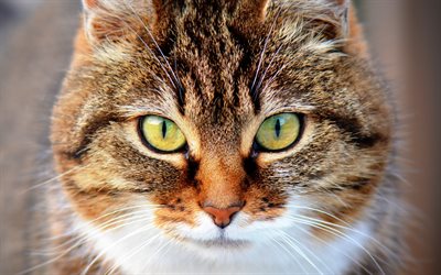 American Wirehair Cat, 4k, pets, cute animals, close-up, green eyes, cats, domestic cats, American Wirehair
