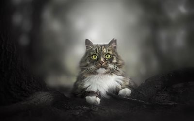 Norwegian Forest cat, fluffy gray cat, forest, green eyes, cats
