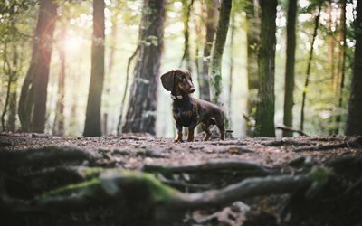 dachshund, brown small dog, forest, trees, cute animals, pets, dogs