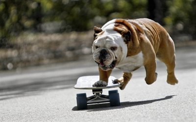El Bulldog ingl&#233;s, el bokeh, la patineta, simp&#225;ticos animales, mascotas, Perros Bulldog ingl&#233;s, divertido perro