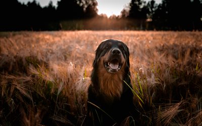 Estrela Mountain Dog, 4k, gramado, animais de estima&#231;&#227;o, cachorros, p&#244;r do sol, Serra Da Estrela