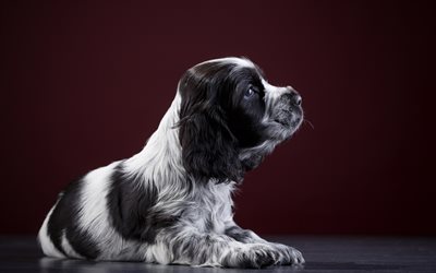 Cocker Spaniel, filhote de cachorro, preto e branco spaniel, animais fofos, cachorros, animais de estima&#231;&#227;o, C&#227;o Cocker Spaniel