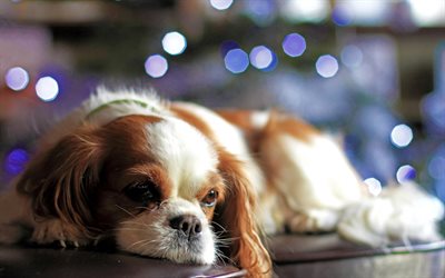 Cavalier King Charles Spaniel, small spaniel, cute animals, dogs, pets, white brown puppy