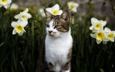 American Shorthair gato, branco gato cinzento, raiva do gato, animais de estima&#231;&#227;o, flores silvestres, gatos