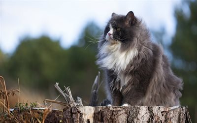 Persian Cat, stump, gray cat, cats, fluffy cat, domestic cats, pets, gray Persian Cat, Persian