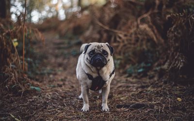 pug, small brown dog, pets, forest, autumn, dogs