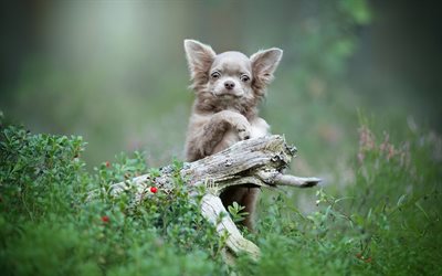 Chihuahua, forest, puppy, dogs, gray chihuahua, cute animals, pets, Chihuahua Dog