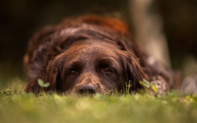 Kurzhaar, German Shorthaired Pointer, brown dog, cute animals, green grass, dogs, Deutscher kurzhaariger