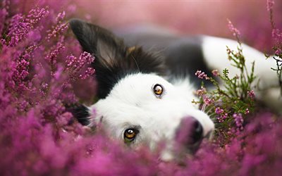 Border Collie, lavender, cute animals, close-up, pets, black border collie, dogs, Border Collie Dog