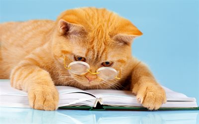 zencefil kedi, bilim adamı, akıllı kedi, komik hayvanlar, okuma kedi, sevimli hayvanlar, kediler