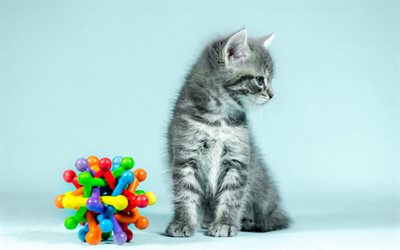 piccolo gattino grigio, American Shorthair gatto, animali domestici, soffice gattino, simpatici animali, gatti
