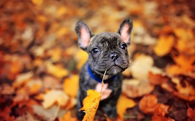pequeno buldogue franc&#234;s, outono, amarelo folha, pequeno c&#227;o preto, filhote de cachorro, animais de estima&#231;&#227;o, bulldogs, cachorros