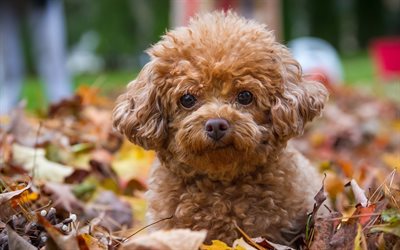 Poodle, puppy, autumn, curly dog, brown poodle, pets, dogs, lawn, Poodle Dog