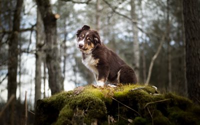豪州羊飼い犬, 小さな茶色のパピー, 森林, かわいい小動物, ペット, オーストラリア, 犬
