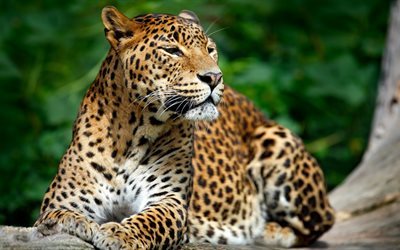 leopard, 4k, a vida selvagem, predadores
