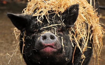 porco preto, fazenda, animais fofos, porcos