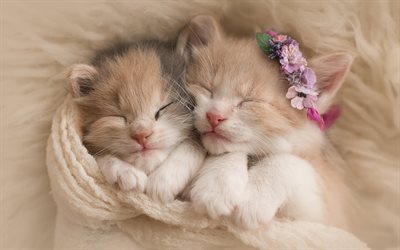 kittens, cute animals, cats