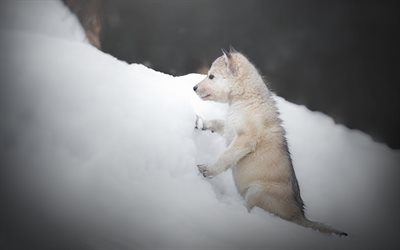 Czechoslovakian Wolfdog, winter, puppy, small dog, snowdrifts, Wolfdog