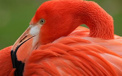 cor-de-rosa flamingo, belo p&#225;ssaro rosa, natureza selvagem, Phoenicopterus