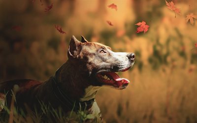 american staffordshire terrier, brown dog, domestic dog, autumn, terrier