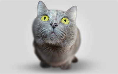 British Shorthair Cat, 4k, muzzle, gray cat, cute animals, cats, domestic cat, British Shorthair