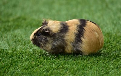 guinea pig, 4k, grass, funny animals, rodent, Cavia porcellus