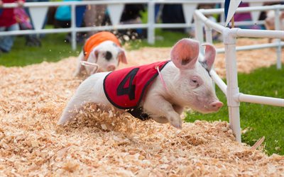 pig, 4k, race piglets, piggy, funny animals, pigs