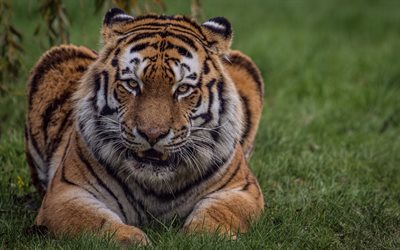 tiger, wild cat, predator, green grass, India