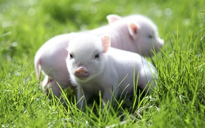 small pigs, 4k, piglets, piggy, funny animals, pigs, lawn