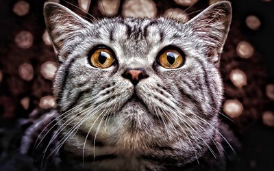 British Shorthair, HDR, gato dom&#233;stico, gris, gato, mascotas, gatos, animales lindos, hocico, el Gato Brit&#225;nico de Pelo corto