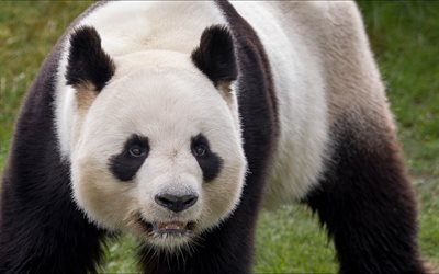 stora panda, vilda djur, bj&#246;rnar, pandor, Kina