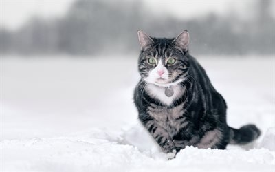 stor gr&#229; katt, vinter, sn&#246;, husdjur, katter