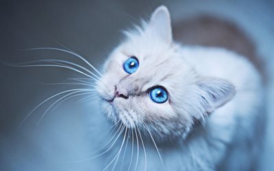 Birmano gato, bokeh, mascotas, un gato con ojos azules, gatos, primer plano, esponjoso gato, animales lindos, Birmano, gato dom&#233;stico