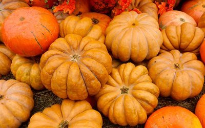 秋, かぼちゃ, ハロウィン, 収穫