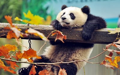 panda, ours, dr&#244;les d&#39;animaux, zoo, 4k, automne