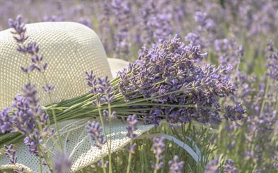 champ de fleurs, la lavande, le chapeau, &#224; fleurs violettes