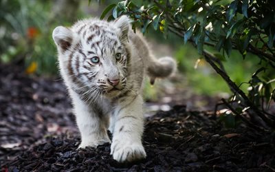 Tigre de bengala, animales lindos, cub, Panthera tigris tigris, el tigre de la India, los depredadores