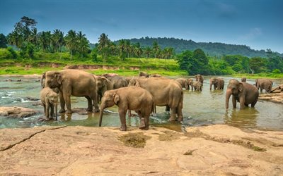 elephants, herd, elephant family, Africa, wildlife, lake, little baby elephant