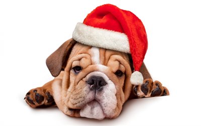 English Bulldog, Christmas, Santa Claus hat, cute animals, pets, dogs, New Year