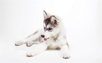 Husky Dog, puppy, cute animals, small husky, pets, Siberian Husky, dogs, Husky