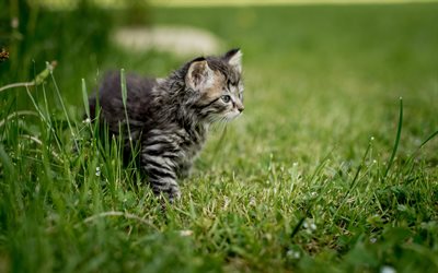 アメリカshorthair猫, グレー tabby猫, 緑の芝生, ペット, 小さな猫