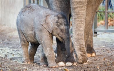 little baby elephant, mom and cubs, elephants, family, cute animals