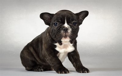 french bulldog, black little puppy, small dog, pets, cute animals, dogs, puppies