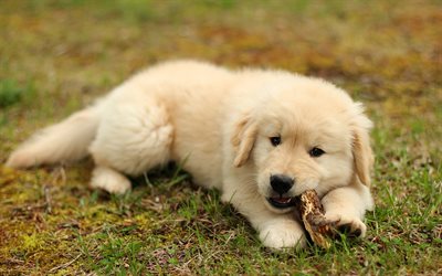 beige puppy, golden retriever, labrador, cute little dogs, pets, puppies, dogs