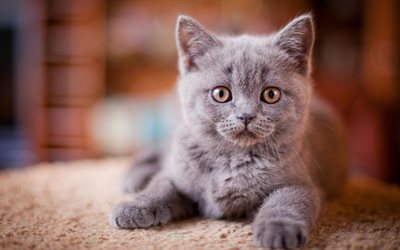 British Shorthair, bokeh, kitten, gray cat, domestic cat, small cat, pets, cats, cute animals, British Shorthair Cat