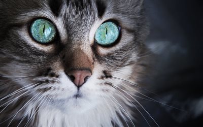 American Bobtail, blue eyes, close-up, pets, muzzle, domestic cat, cats, American Bobtail Cat, cute animals