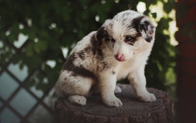 little aussie, white fluffy puppy, australian shepherd, small white dog, pets, aussie, dogs