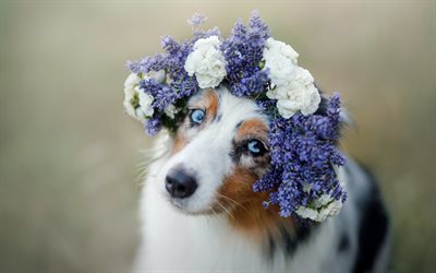 Australian Shepherd dog, spotted white dog, pets, Aussies, flower wreath, cute animals, blue eyes, dogs, lavender