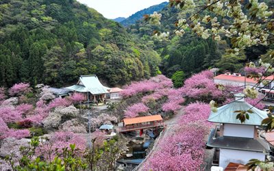 oita, berglandschaft, sakura, rosa b&#228;ume, kyushu island, japan